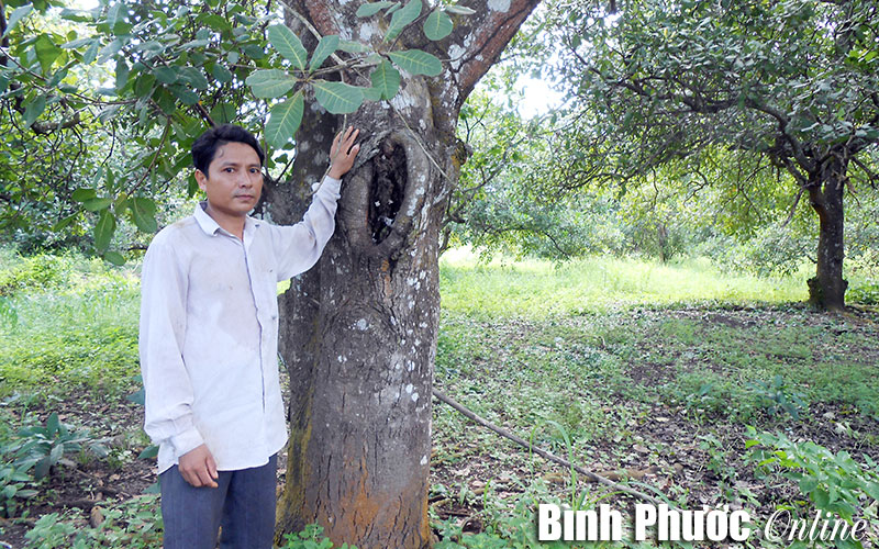 Khá giả nhờ vườn điều