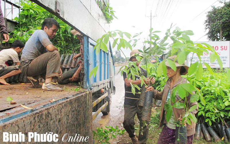 Không nên chặt bỏ cao su