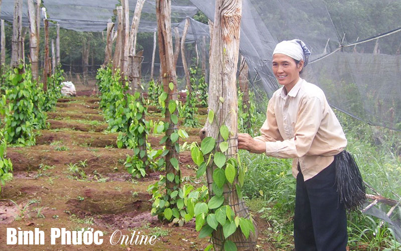 Khổ như người trồng tiêu thời giá “khủng”