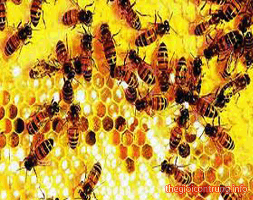 Cướp mật ong, 5 thanh ni&ecirc;n l&atilde;nh &aacute;n 45 năm t&ugrave;