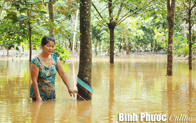 Mưa lớn ngập nhà, vườn cao su ở Bàu Cây Me