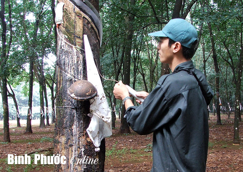 Nghề cạo mủ thời cao su rớt giá