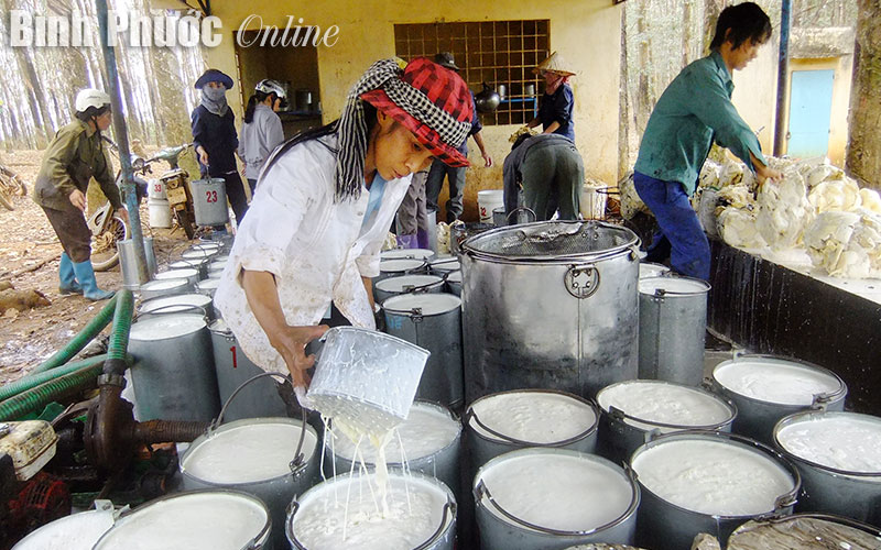 Nghịch lý trong cung cầu cao su nguyên liệu