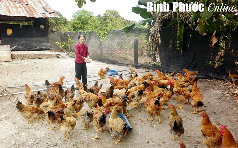 Nhiều mô hình hay ở Hội Chữ thập đỏ xã Tiến Hưng