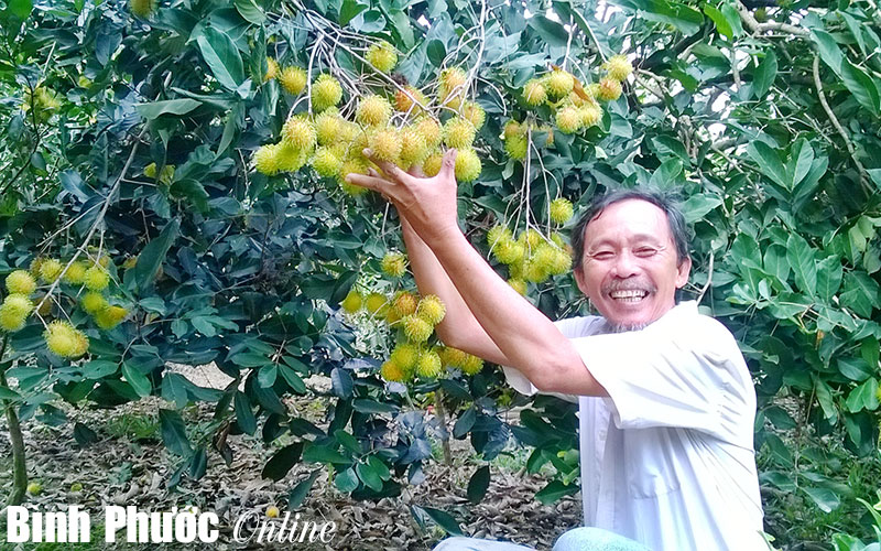 Sản xuất theo mô hình VietGAP - hướng đi mới cho nông dân
