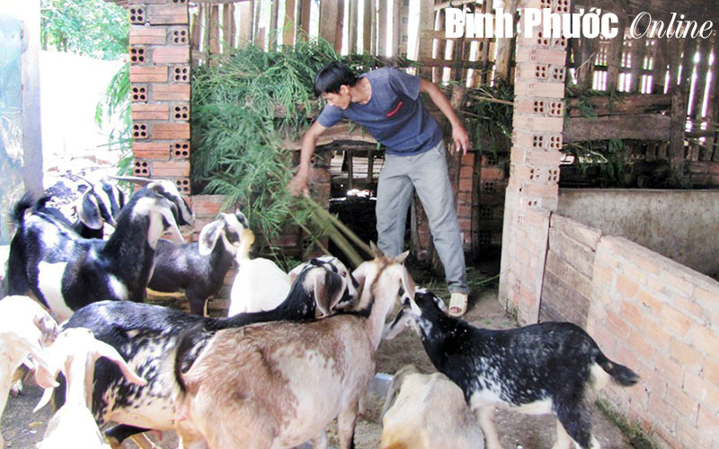 Chăn nuôi đa dạng cho hiệu quả kinh tế cao