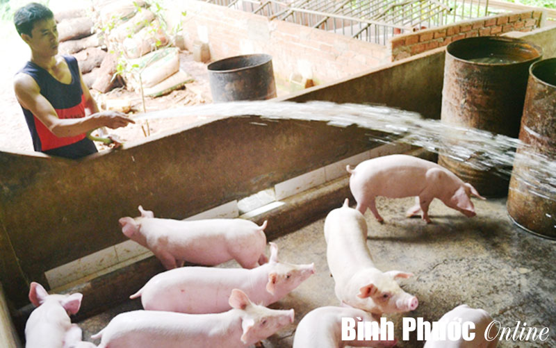 Thoát nghèo nhờ nuôi heo