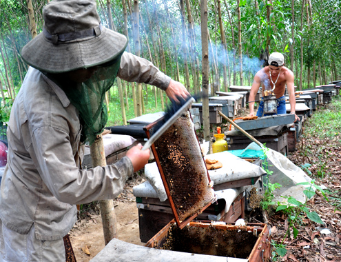 Thu bạc tỷ nhờ di cư đàn ong 'săn mật'
