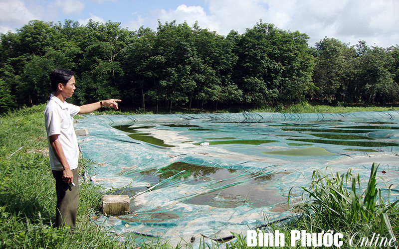 Nhà máy chế biến mủ gây ô nhiễm môi trường