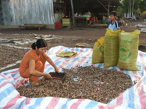 Trộm hạt điều 