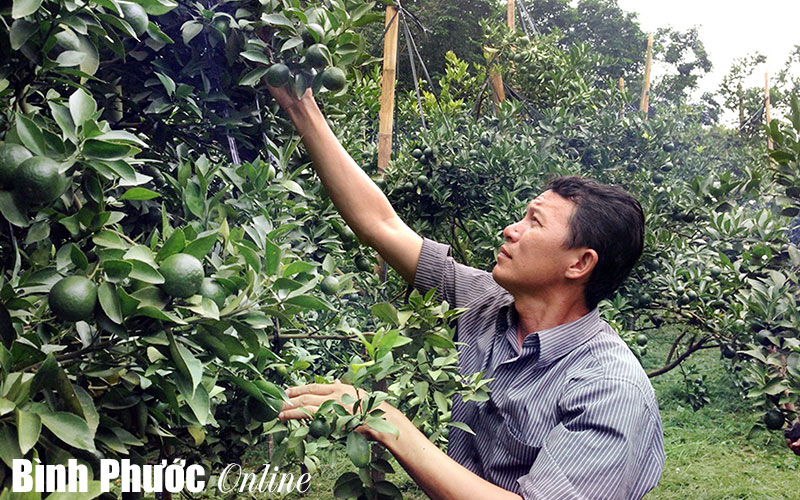 Quýt đường lên ngôi