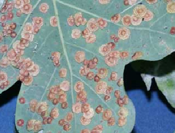 Tập huấn phòng trừ rệp vảy gây hại trên cây cao su