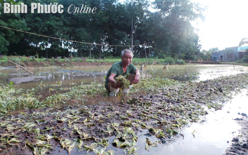 Sau lũ quét, người dân mất trắng mùa rau