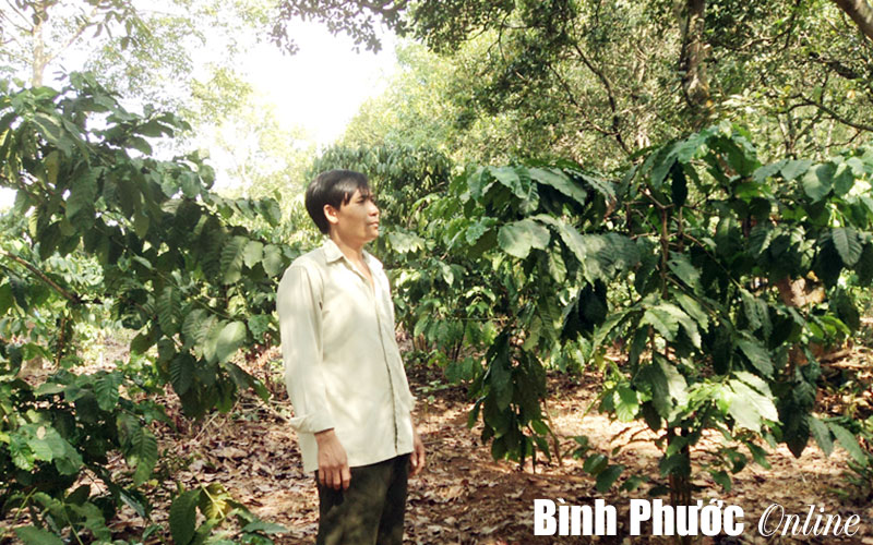 Tăng thu nhập nhờ trồng xen trong vườn điều