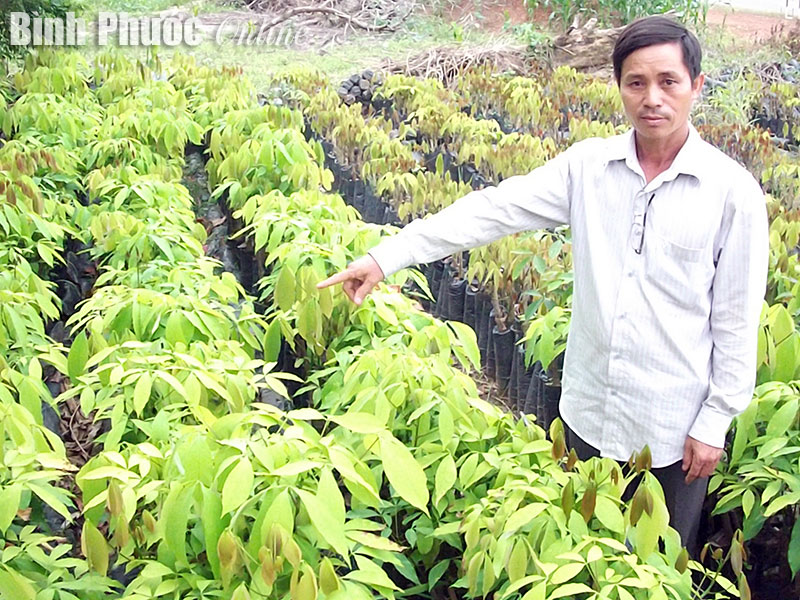 Thiếu thị trường cho cao su giống