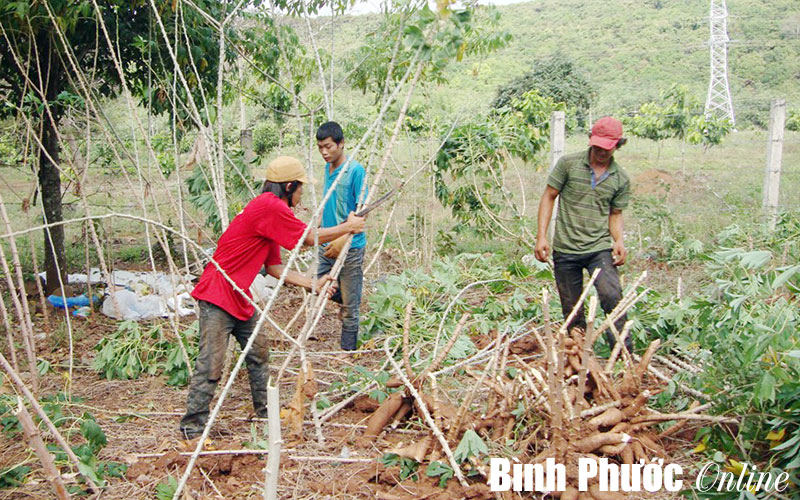 Toàn tỉnh đã cấp GCNQSDĐ đạt 86%
