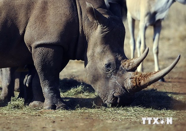 Sử dụng sừng tê giác chữa "bách bệnh": Sự ngộ nhận tai hại