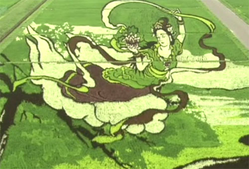 Vẽ trên cánh đồng