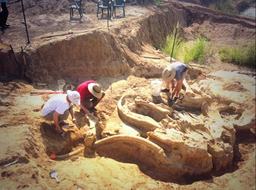 Tìm thấy xương hóa thạch của voi ma mút 60.000 năm tuổi