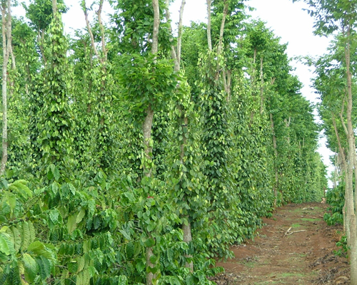 Bù đốp trồng mới 382 ha hồ tiêu