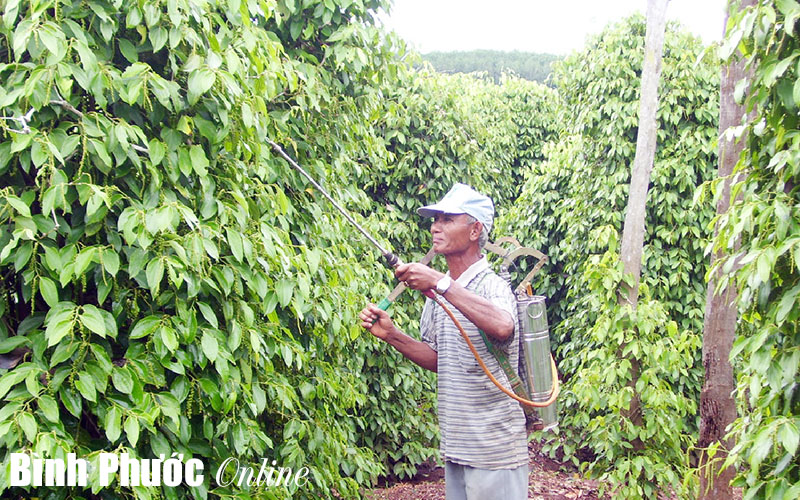 Để cây tiêu mãi ở thời “hoàng kim”