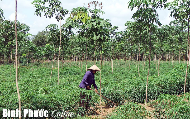 Vì sao năng suất cao su tiểu điền thấp?