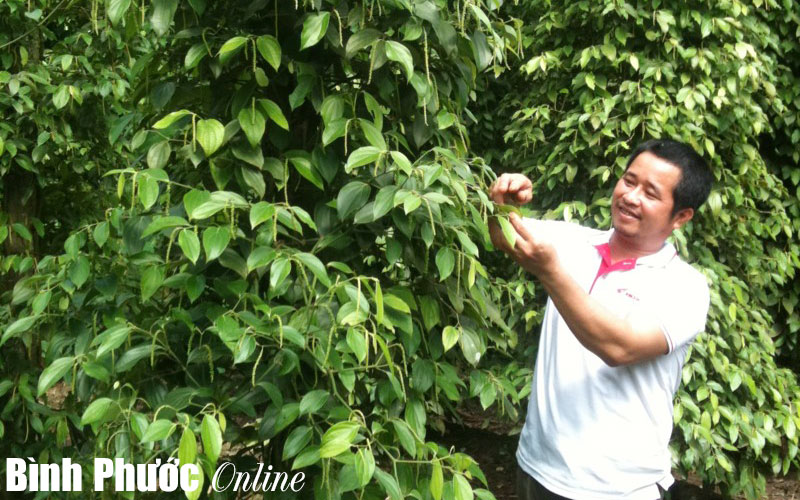 Làm gì để cây tiêu cho năng suất cao