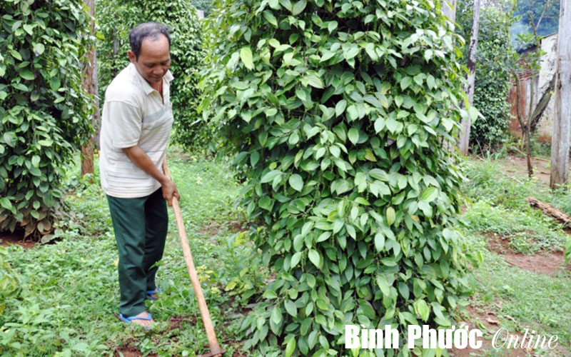 Xóa hộ nghèo cần tránh làm dàn trải không hiệu quả