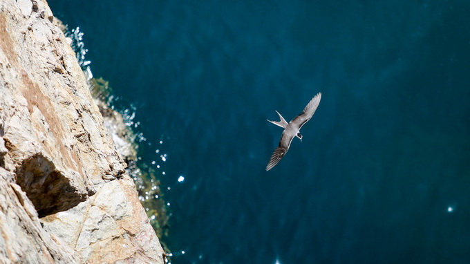 Khai hội yến sào Khánh Hòa