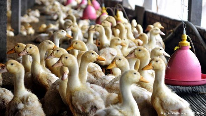 Hà Lan tiêu hủy thêm 8.000 con vịt để phòng tránh cúm gia cầm