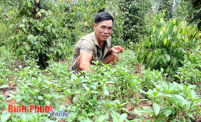 0,7 ha đất thu nhập gần 400 triệu đồng/năm