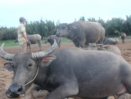 Nhiều trâu dự án bị chết và mất trộm
