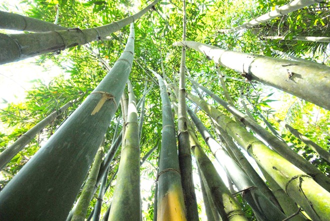 Thu nhập cao từ trồng tre lấy măng