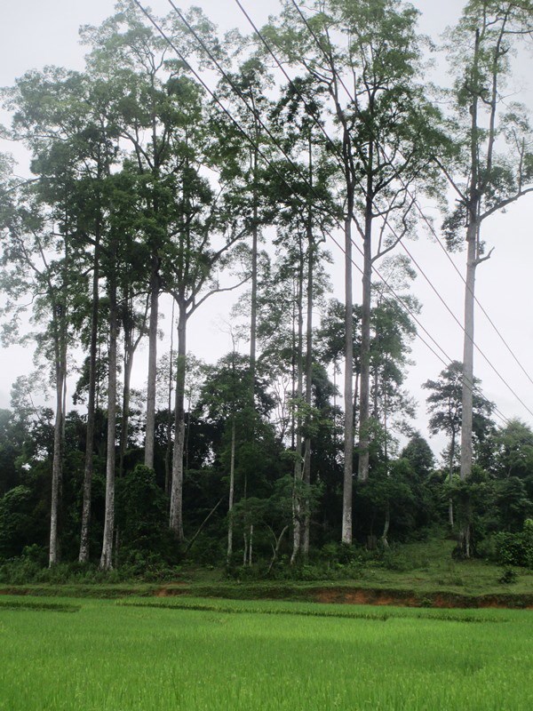 Quần thể Chò Chỉ gần 600 năm được công nhận di sản