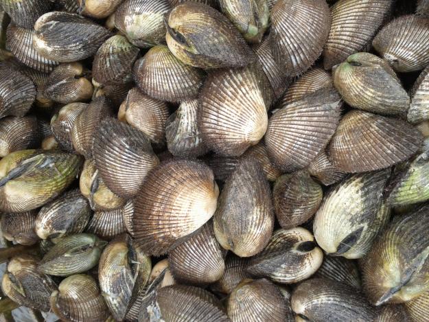 Phát hiện sò, thịt heo có độc tố và kháng sinh cấm