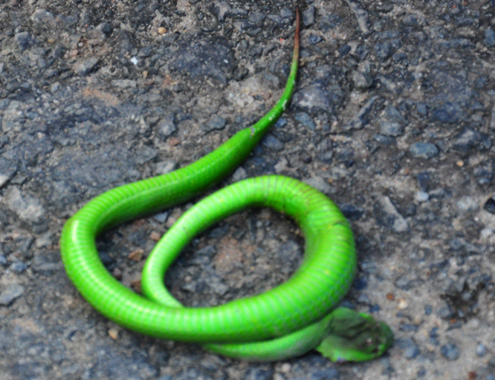 Quảng Ngãi điều tra thông tin kẻ xấu thả rắn lục đuôi đỏ