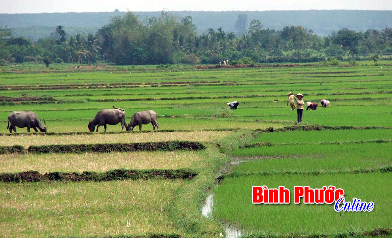 Cần 6.480 tấn xi măng kiên cố hóa kênh mương và thủy lợi nội đồng