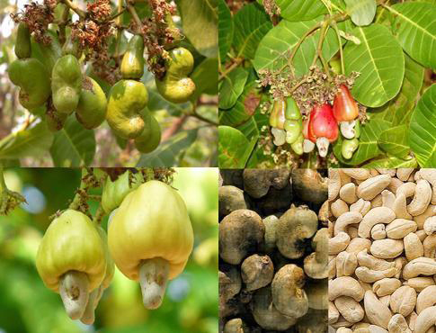 Thân phận cây điều!