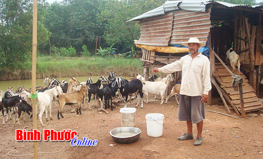 Thành công từ nuôi dê thả đồng