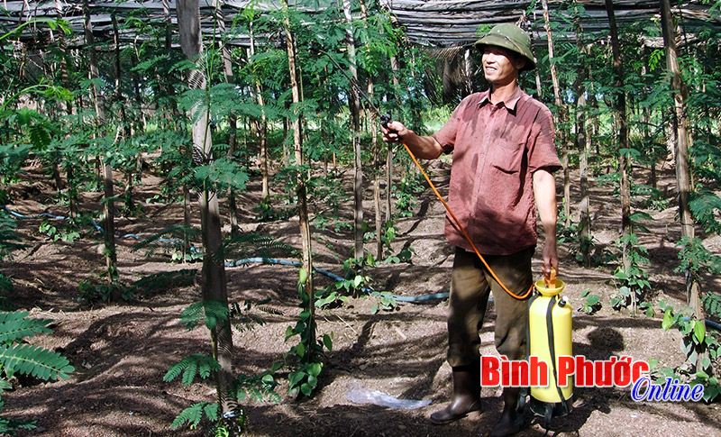 Bài học từ cây tiêu