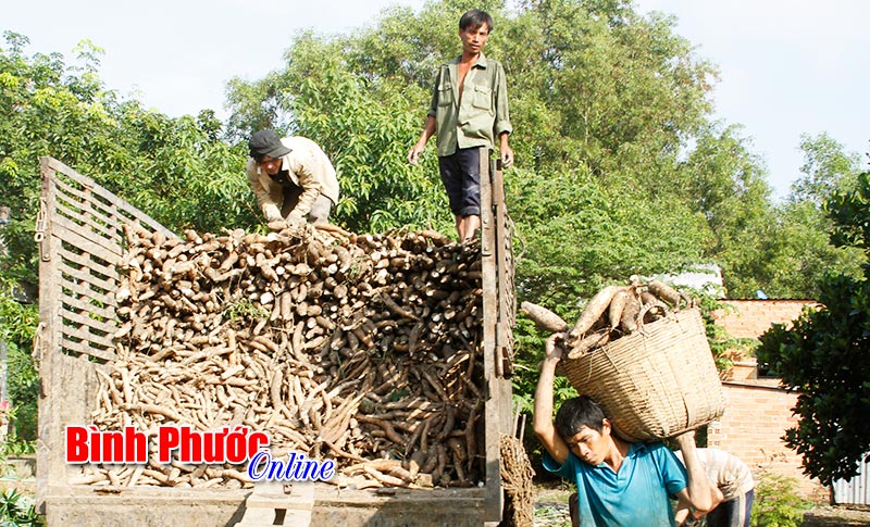 Khuyến nông Bình Phước đổi mới hoạt động hỗ trợ nông dân trong tình hình mới