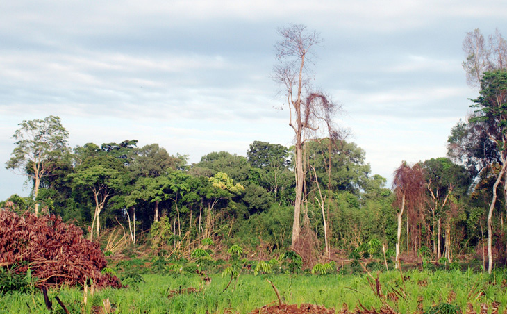 Tháng 11-2014 sẽ tri&ecirc;̉n khai h&ocirc;̣i thảo &ldquo;Phát tri&ecirc;̉n rừng b&ecirc;̀n vững&rdquo;
