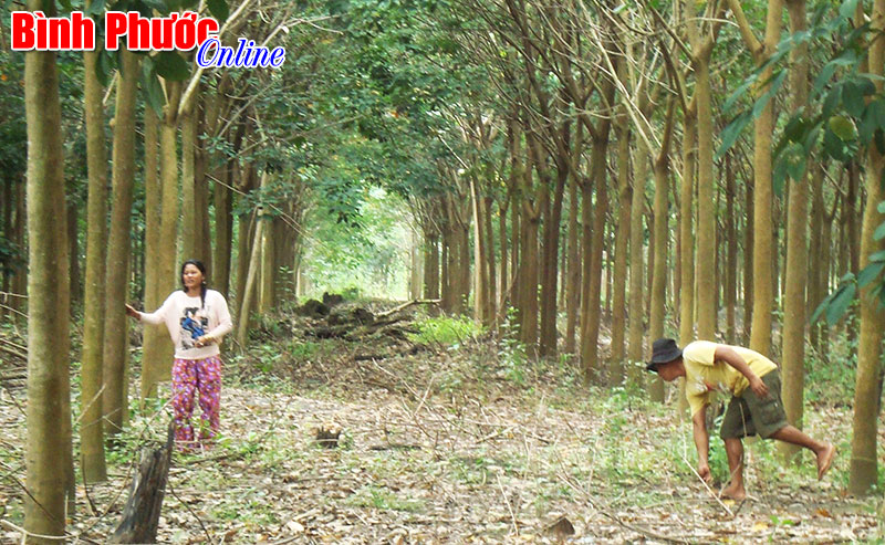 Bình Phước - Kratíe hợp tác cùng phát triển