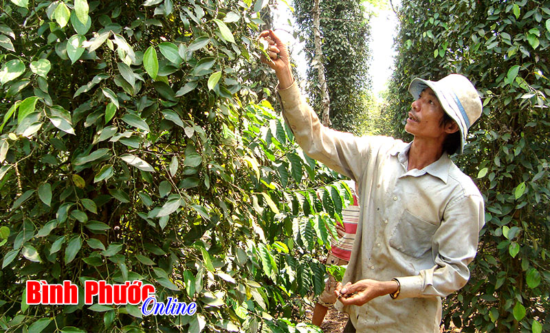 Bình Phước có thể ứng dụng công nghệ sinh học vào nông nghiệp?