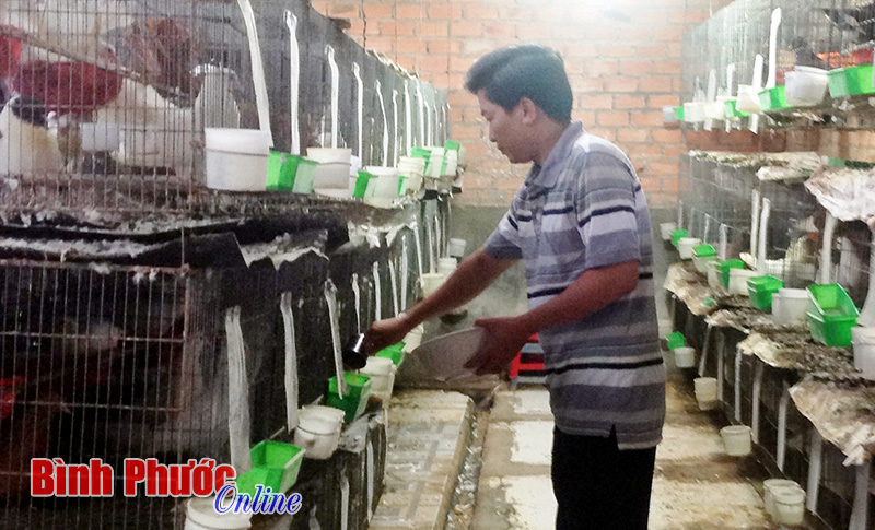 Bồ câu Pháp: Nuôi chơi ăn thật