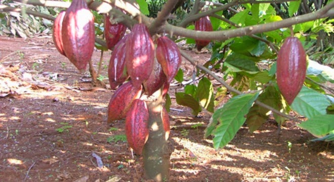 Cây ca cao ở Bình Phước trước cơ hội phát triển