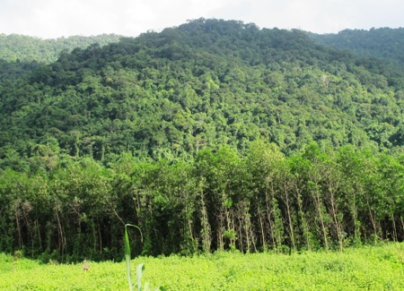 Tự ý chuyển mục đích sử dụng đất rừng sẽ bị phạt đến 50 triệu đồng