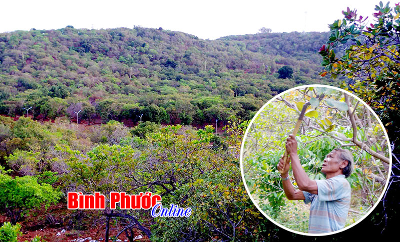 Cầm cố điều non trong đồng bào DTTS “nóng” nguy cơ tái nghèo