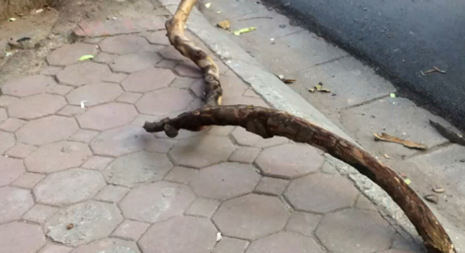 Cành cây trong công viên rơi trúng đầu học sinh