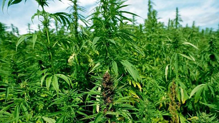 Ph&aacute;t hiện 5 vụ trồng cần sa ở Hớn Quản